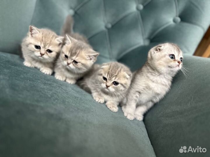 Шотландская