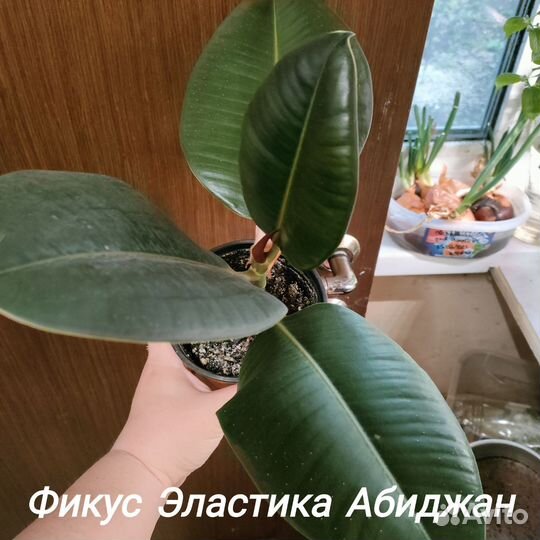 Редкие домашние растения