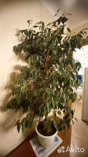 Фикус бенджамина большой