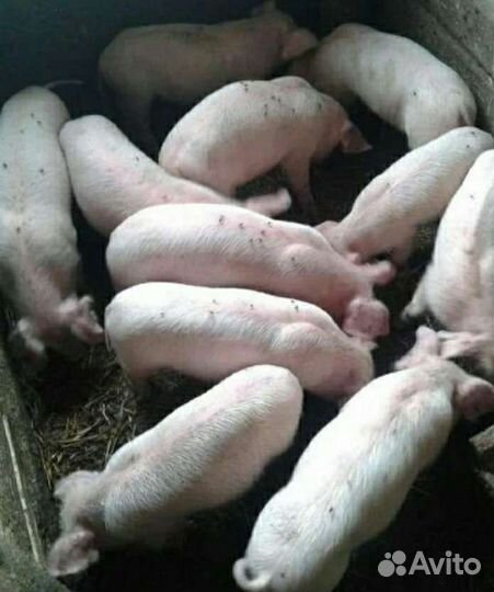 Поросята