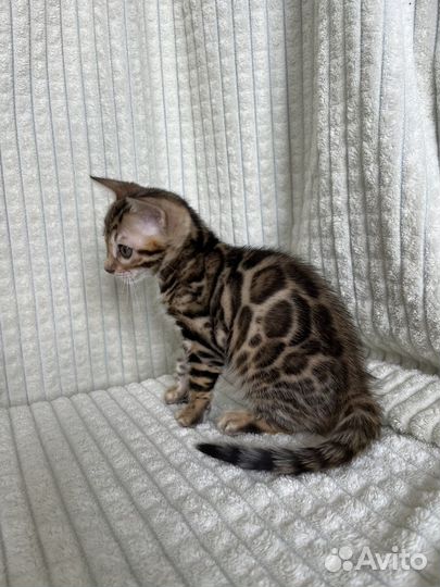 Бенгальские котята