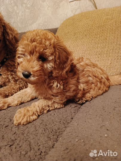 Щенки пуделя