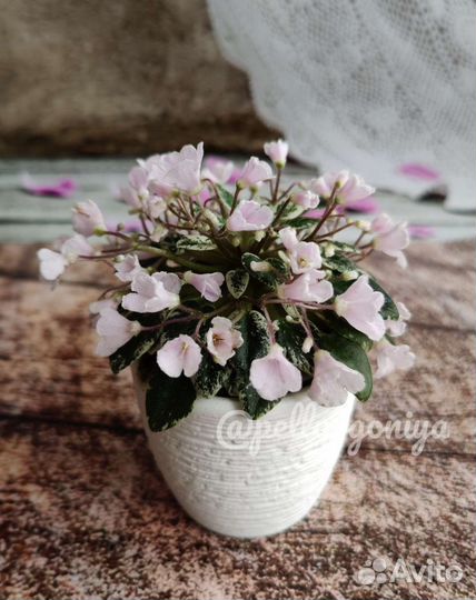 Сортовые фиалки