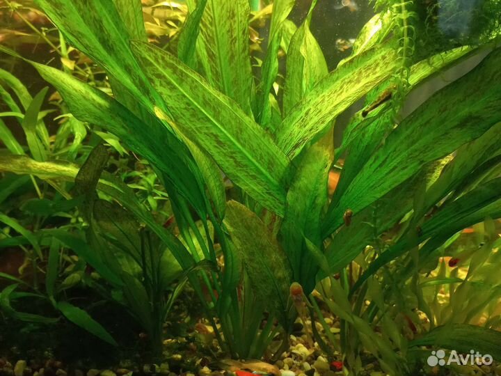 Аквариумные растения и рыбки