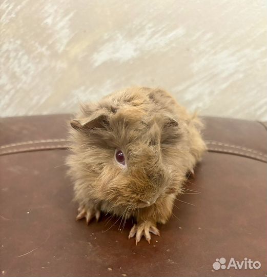 Перуанская морская свинка