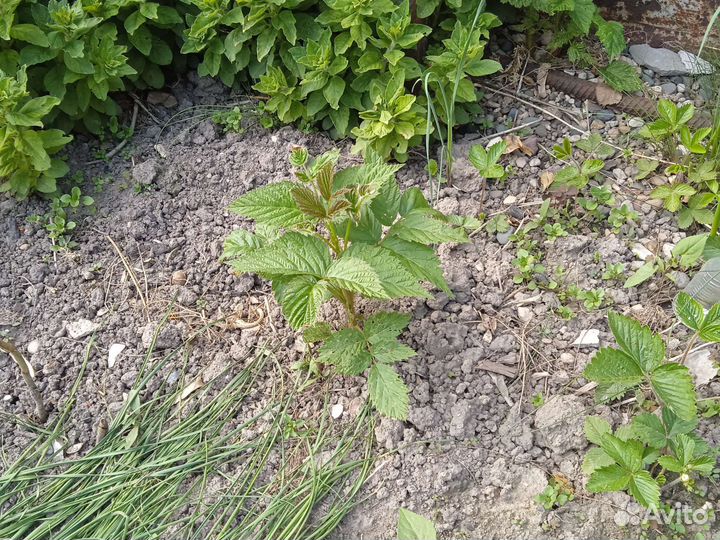 Малина желтая-кустики