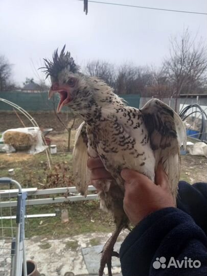 Цыплята разных возрастов, инкубационное яйцо