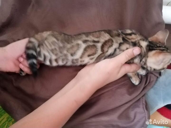 Бенгальские котята