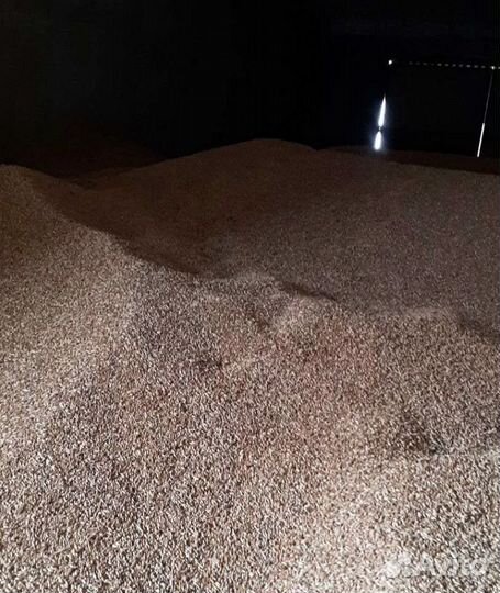 Рожь озимая, Кормовая пшеница на корм/посев