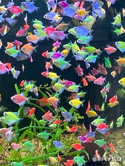 Аквариумные рыбки