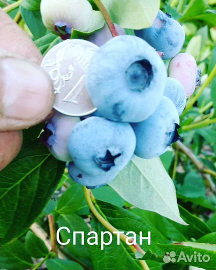 Саженцы голубики Торо, блюкроп, Элизабет, Река