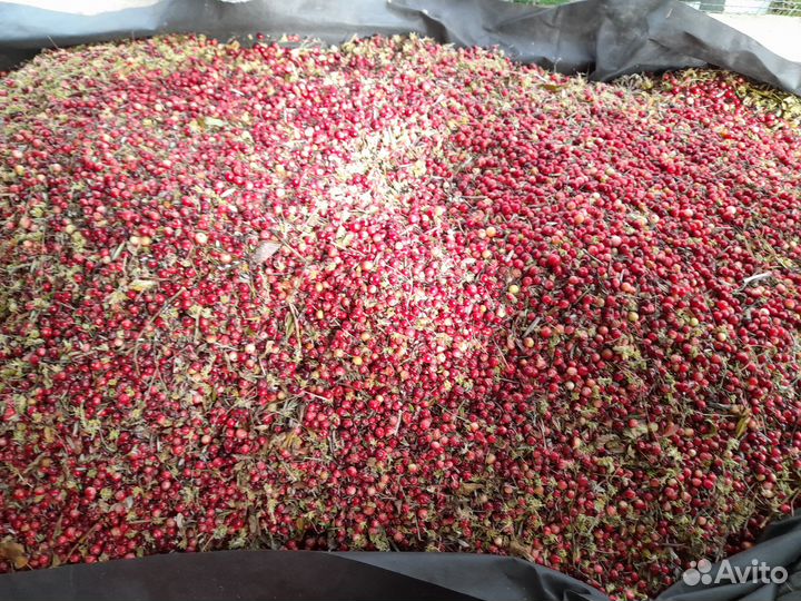 Продаю клюкву свежую