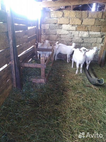 Козлята, торг возможен