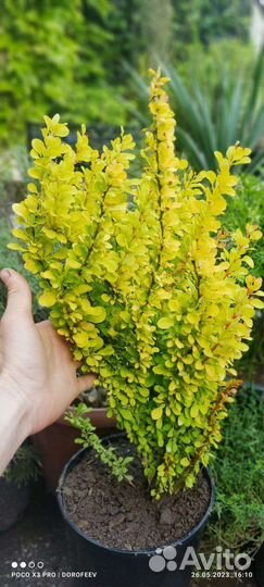 Лаванда,чабрец,шалфей,барбарис