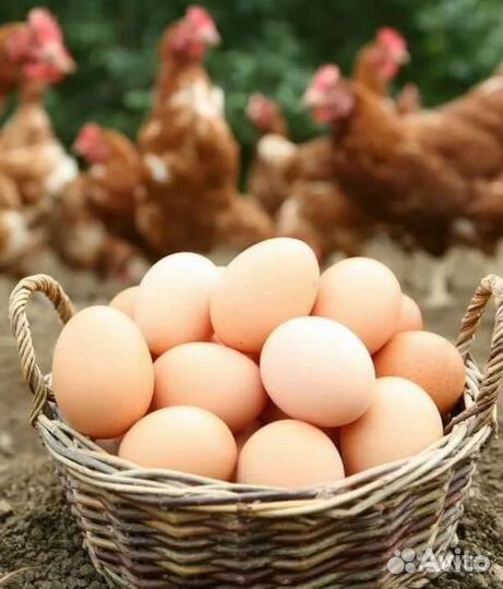 Домашние куриные яйца