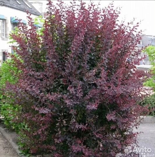 Ива розовая, вейгела, дерен, гейхера, астильба