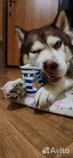 Сибирский хаски кобель вязка