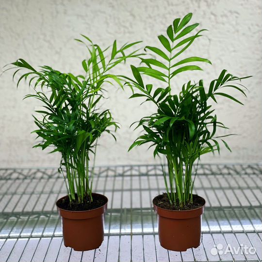 Пальма Хамедорея изящная Chamaedorea elegans 45\12