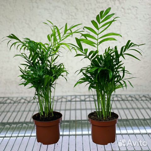 Пальма Хамедорея изящная Chamaedorea elegans 45\12