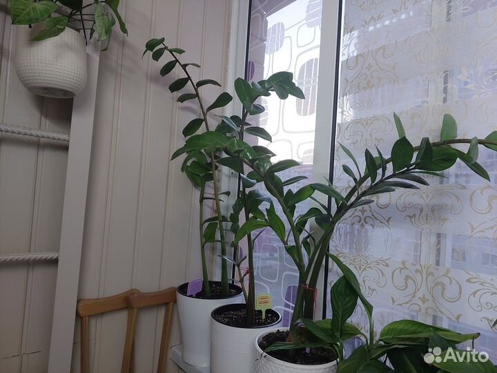 Замиокулькас