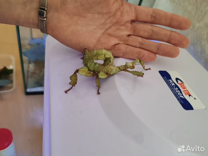 Австралийский палочник