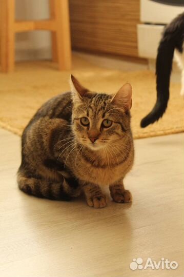 Кот