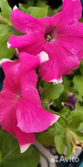 Рассада петунии кустовой