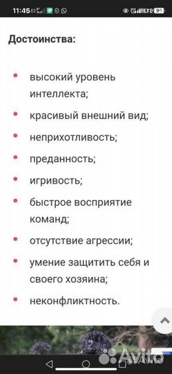 Щенки малого пуделя