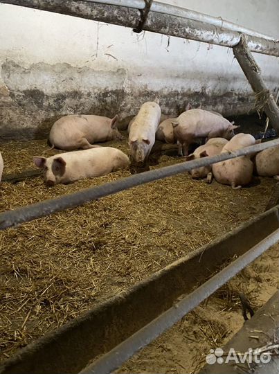 Свинина молодая деревенская