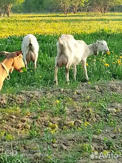 Дойные козы