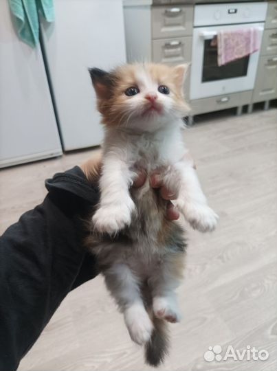 Кошки в добрые руки