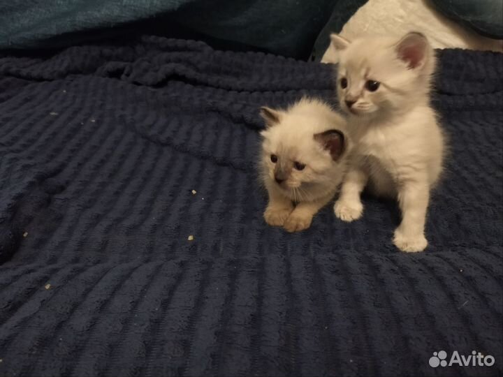 Котята отдам бесплатно