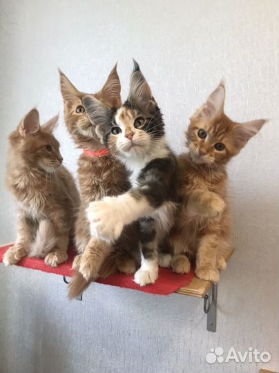 Котята мейн-кун с документами