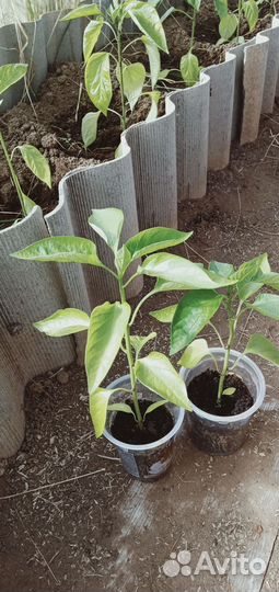 Рассада помидор и перцев