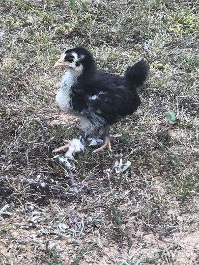 Дэкалб, Доминанты.Фавероль- цыплята