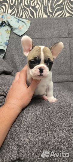 Французский бульдог щенки