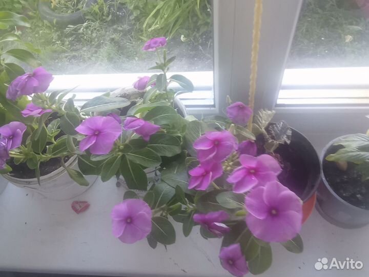 Домашние цветы