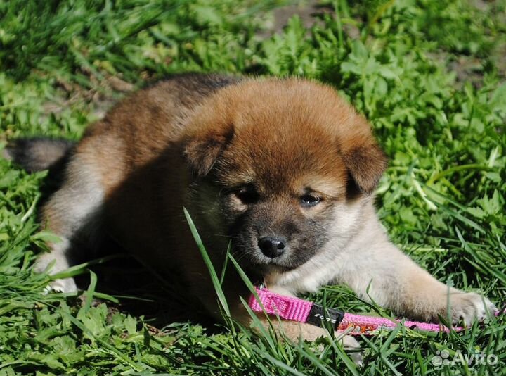 Щенки сиба-ину. Полтора мес