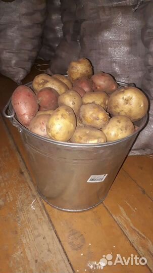 Продам картофель