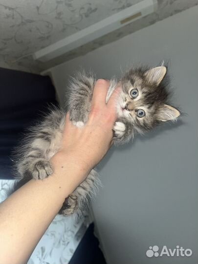 Котенок мальчик бесплатно