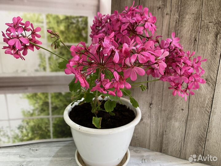 Пеларгония Танец мотыльков