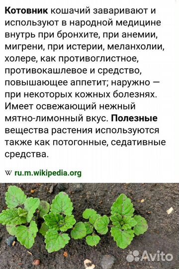 Рассада цветов