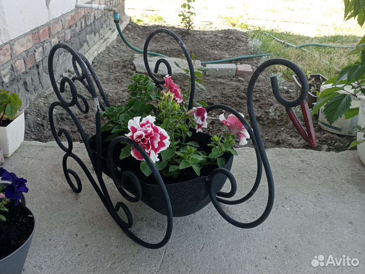 Цветочница уличная