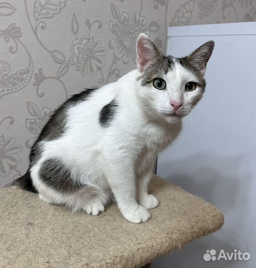 Николай очень ждет хозяйку