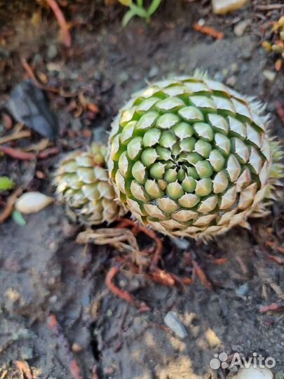 Молодило для альпийской горки