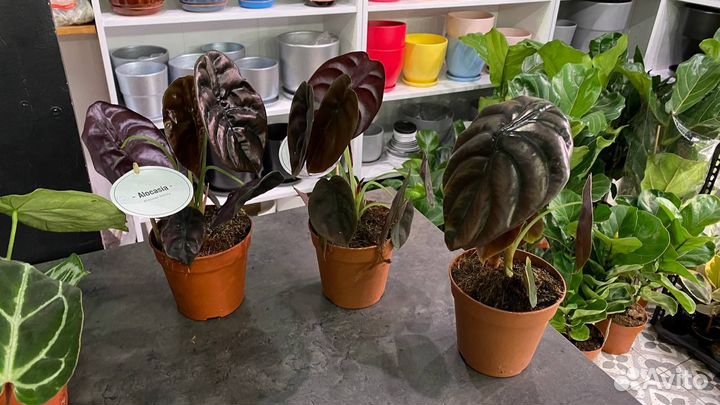 Алоказия Ред Секрет