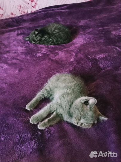Отдам бесплатно котят