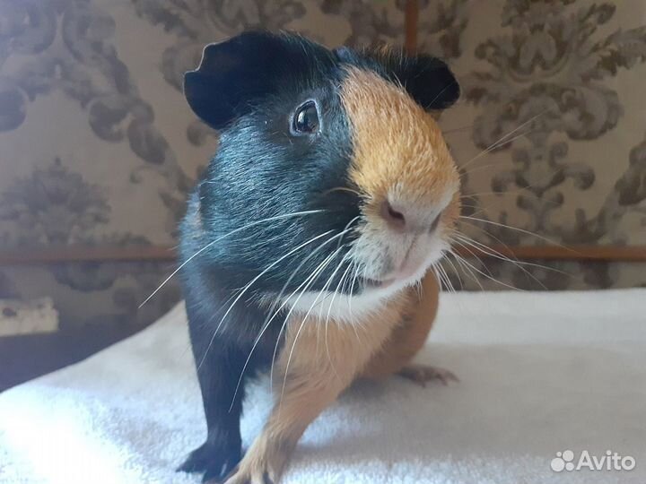 Морская свинка на Вязку