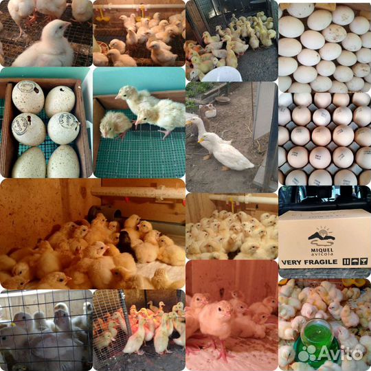 Яйцо инкубационное Вывожу на Заказ