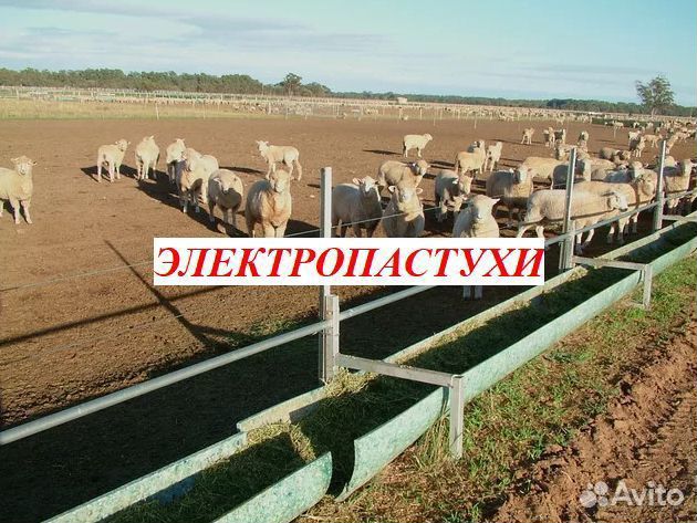 Электропастух